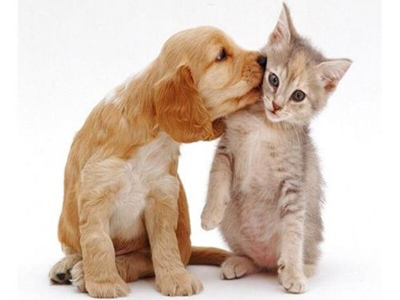 puppy kissing a kitten
