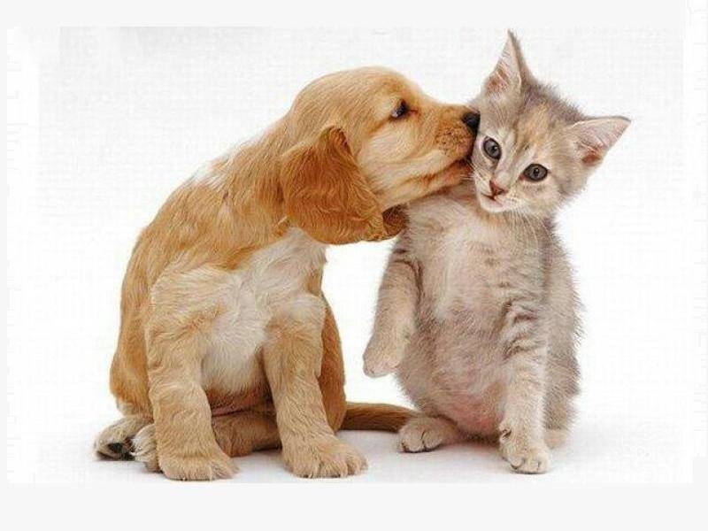 puppy kissing a kitten