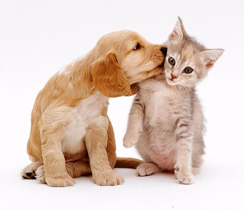 Puppy Kissing Kitten