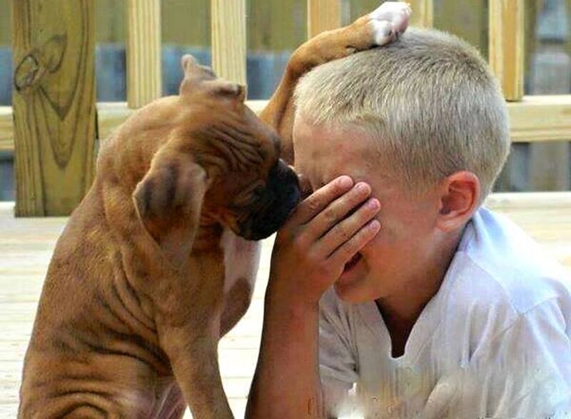 Puppy Licking Boy's Face