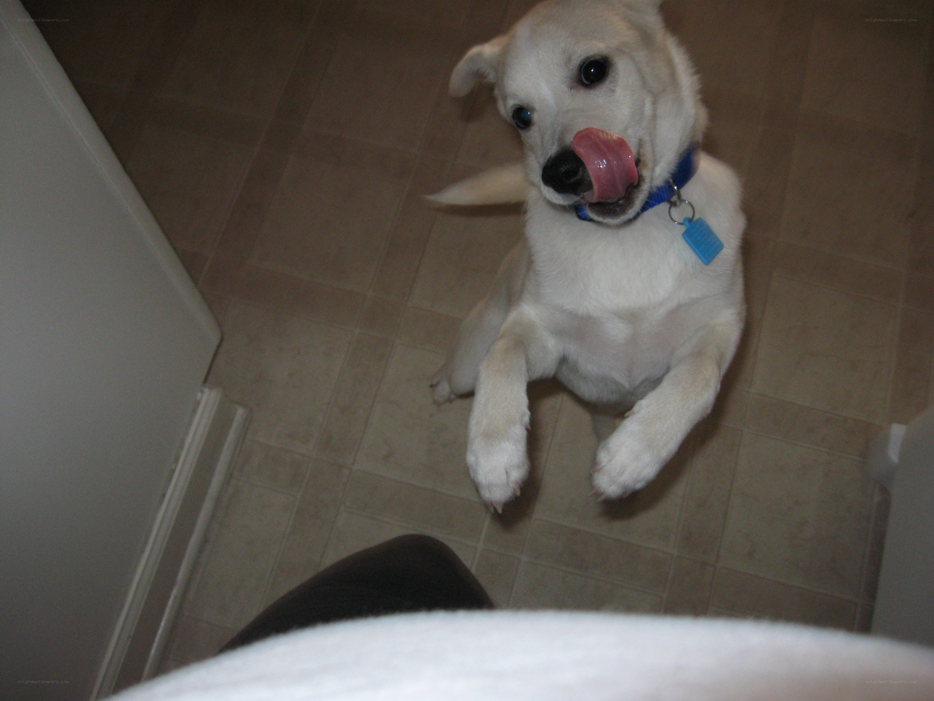 puppy licking its nose