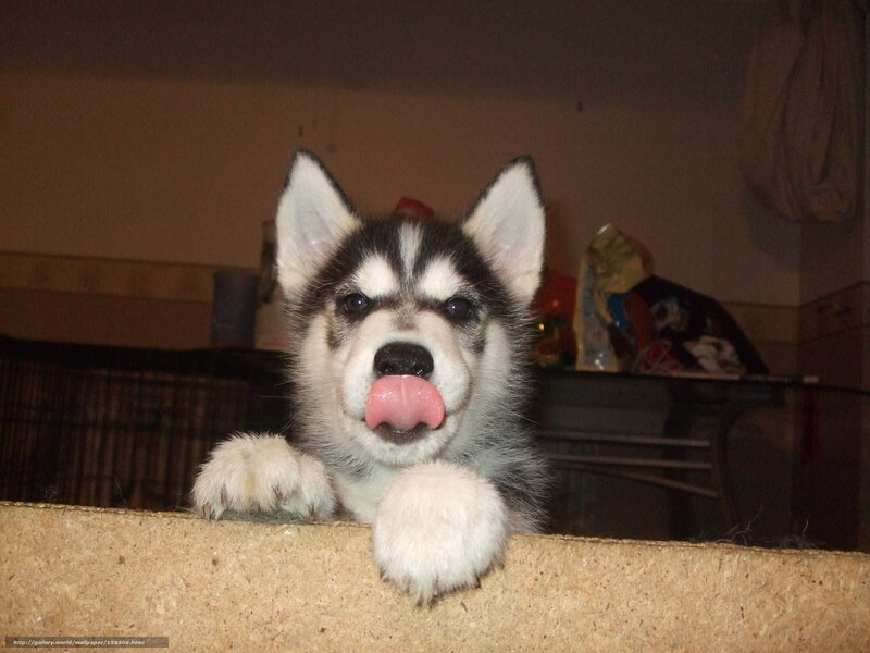 puppy licking its nose