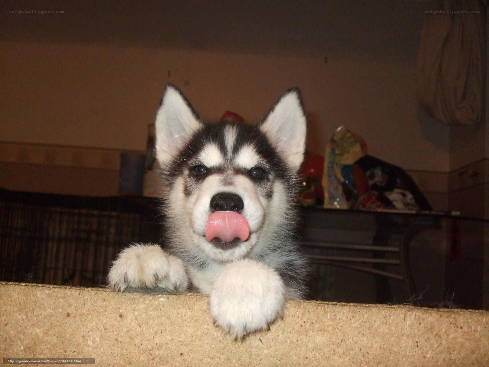 puppy licking its nose