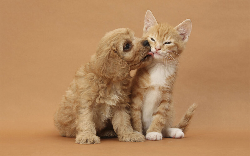 Puppy Licking Kitten — Brown