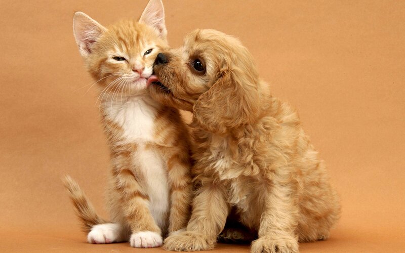 Puppy Licking Kitten — Orange