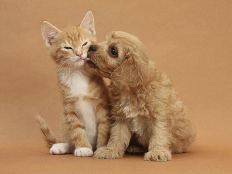 Puppy Licking Kitten
