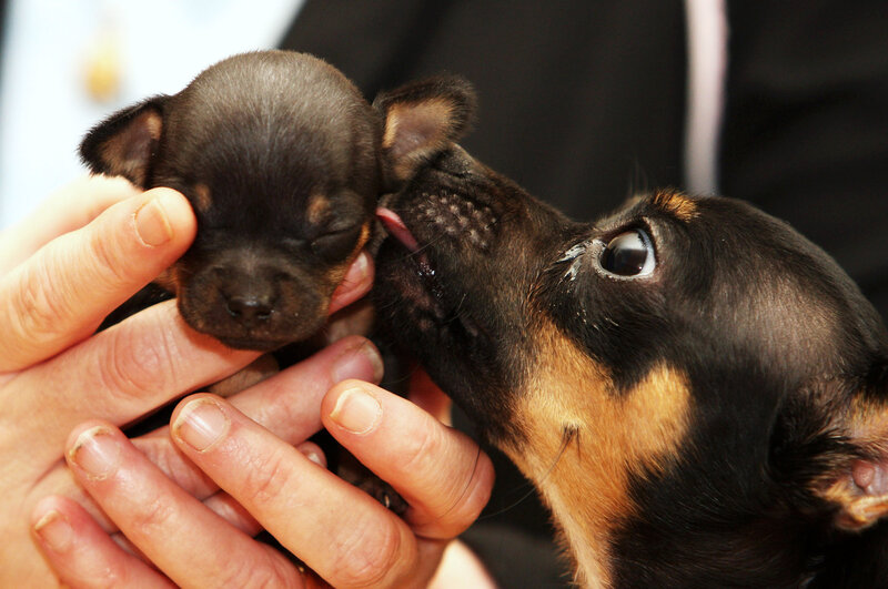 Puppy Licking Newborn Puppy