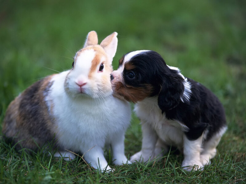 Puppy Licking Rabbit