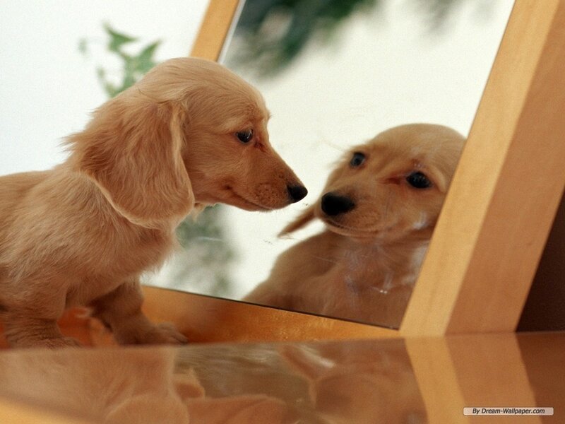 puppy looking at mirror reflection