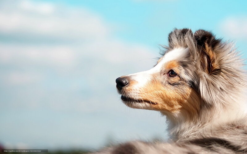 puppy looking at sky