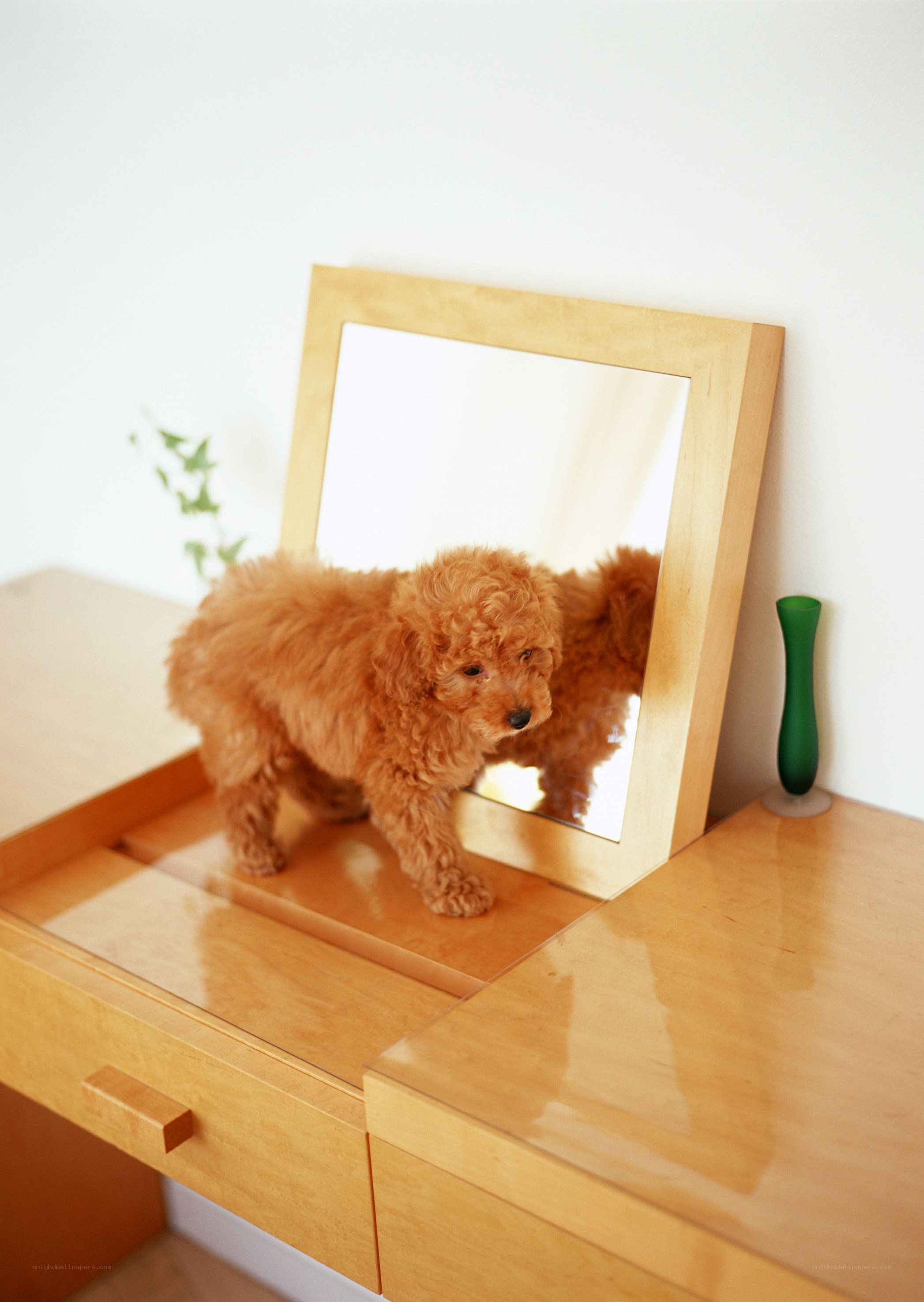 puppy looking in mirror
