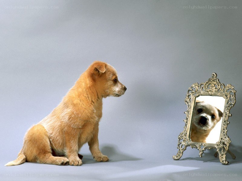 puppy looking in mirror