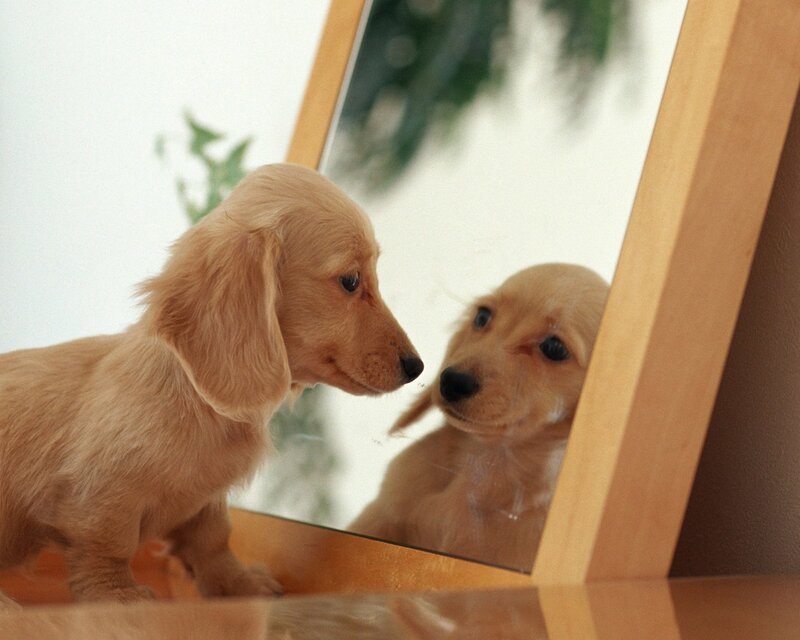 puppy looking in mirror