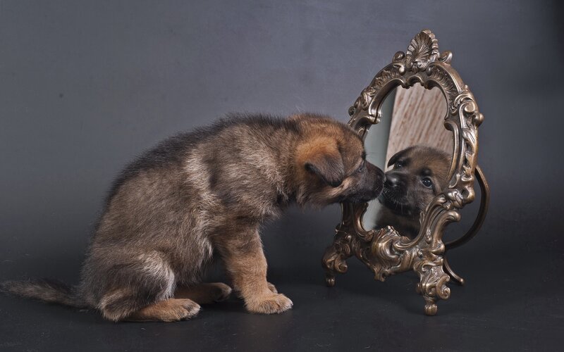 Puppy Looking in Mirror — Brown, Curious