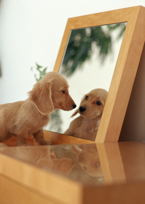 puppy looking in mirror