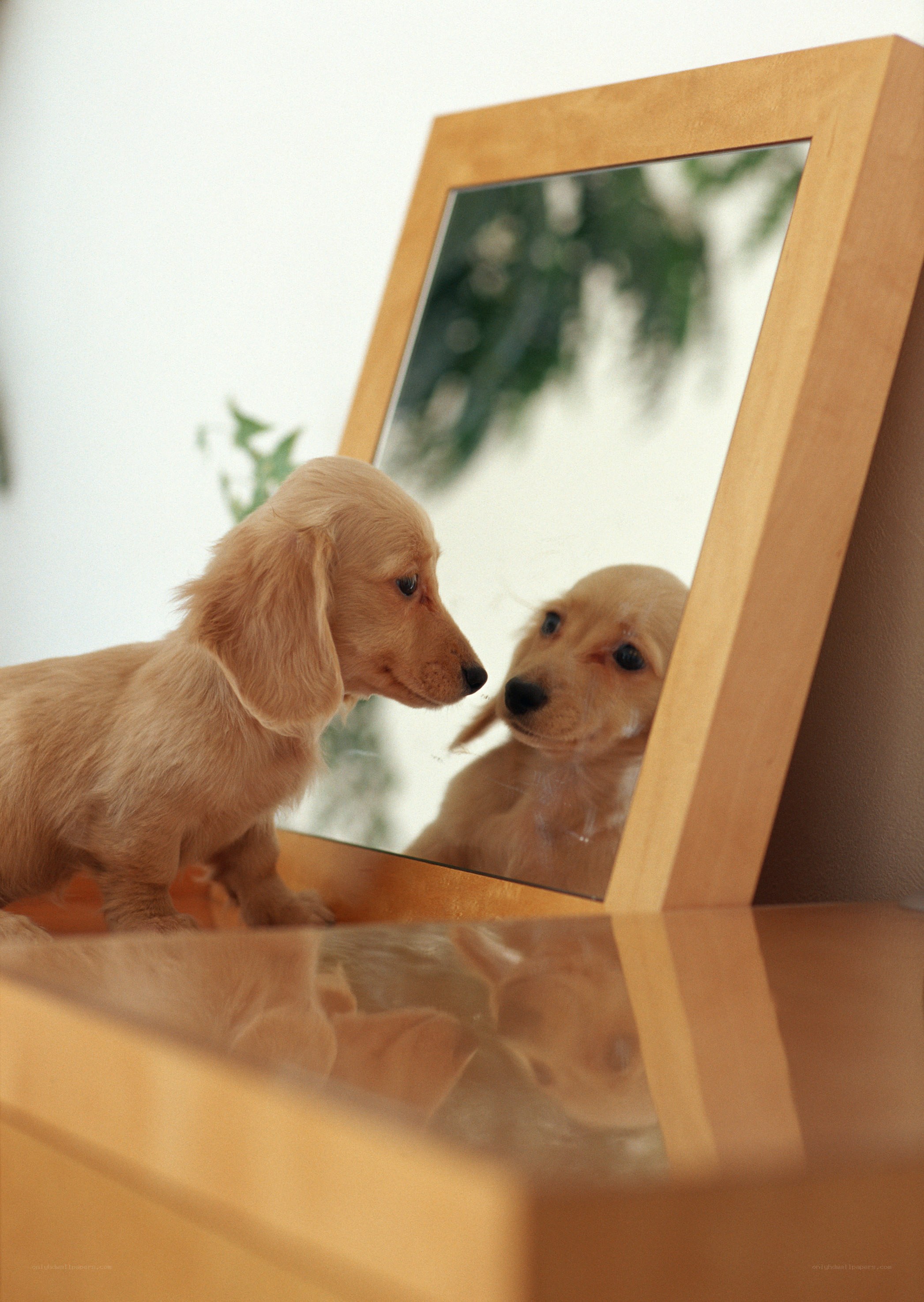 puppy looking in mirror