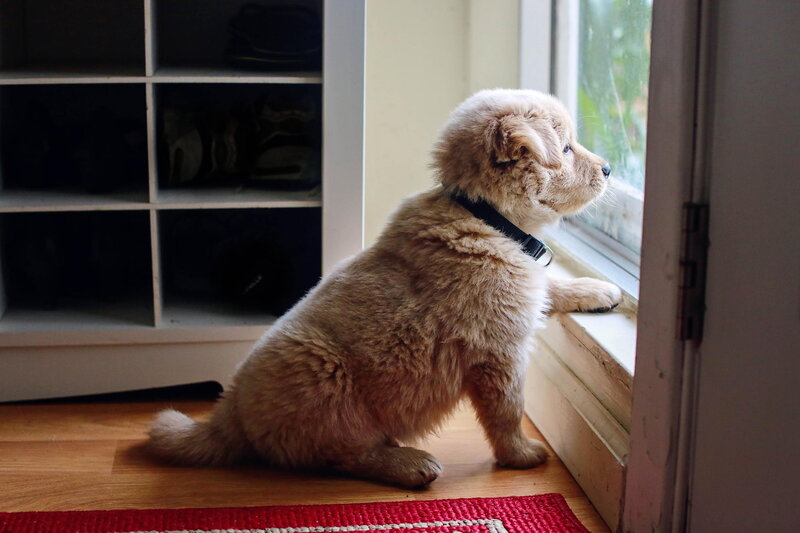 Puppy Looking Out Window