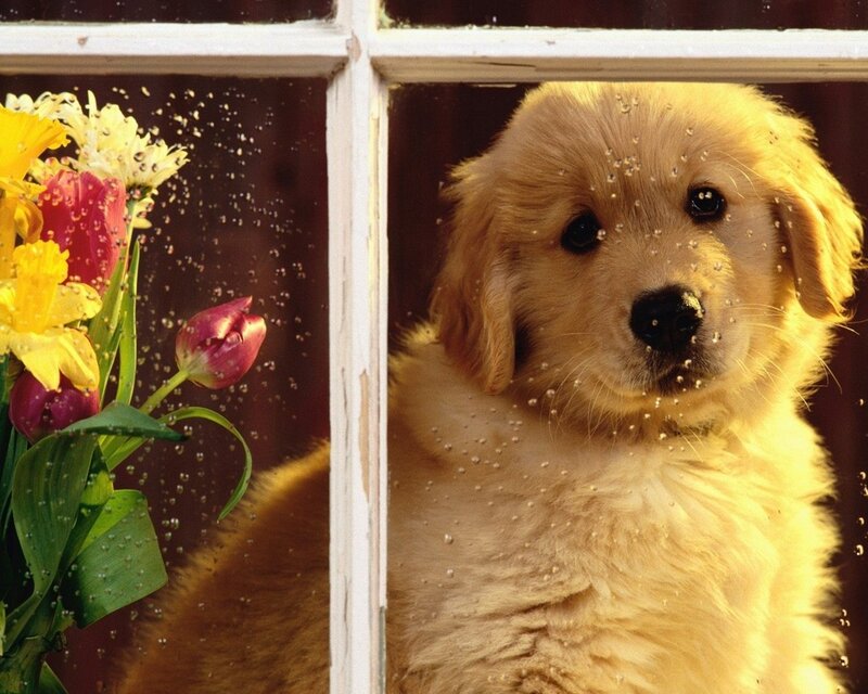 Puppy looking through a rainy window
