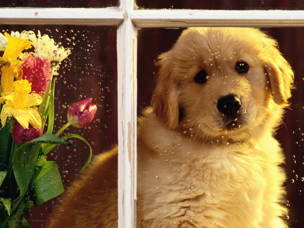 puppy looking through window