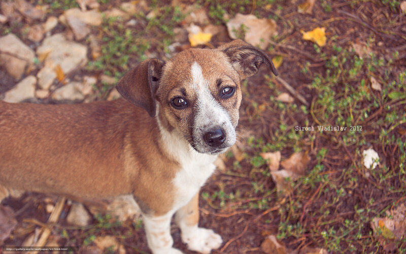 puppy looking up at camera