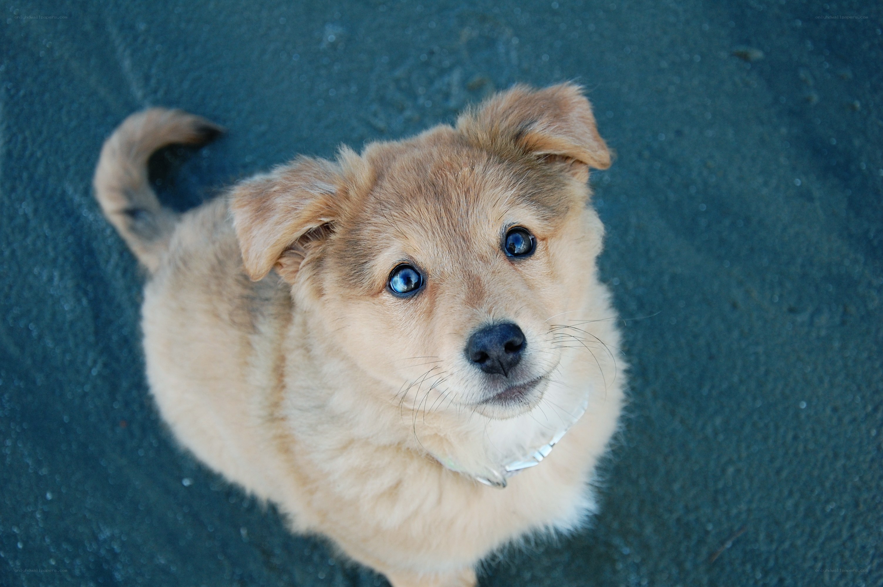 puppy looking up at camera