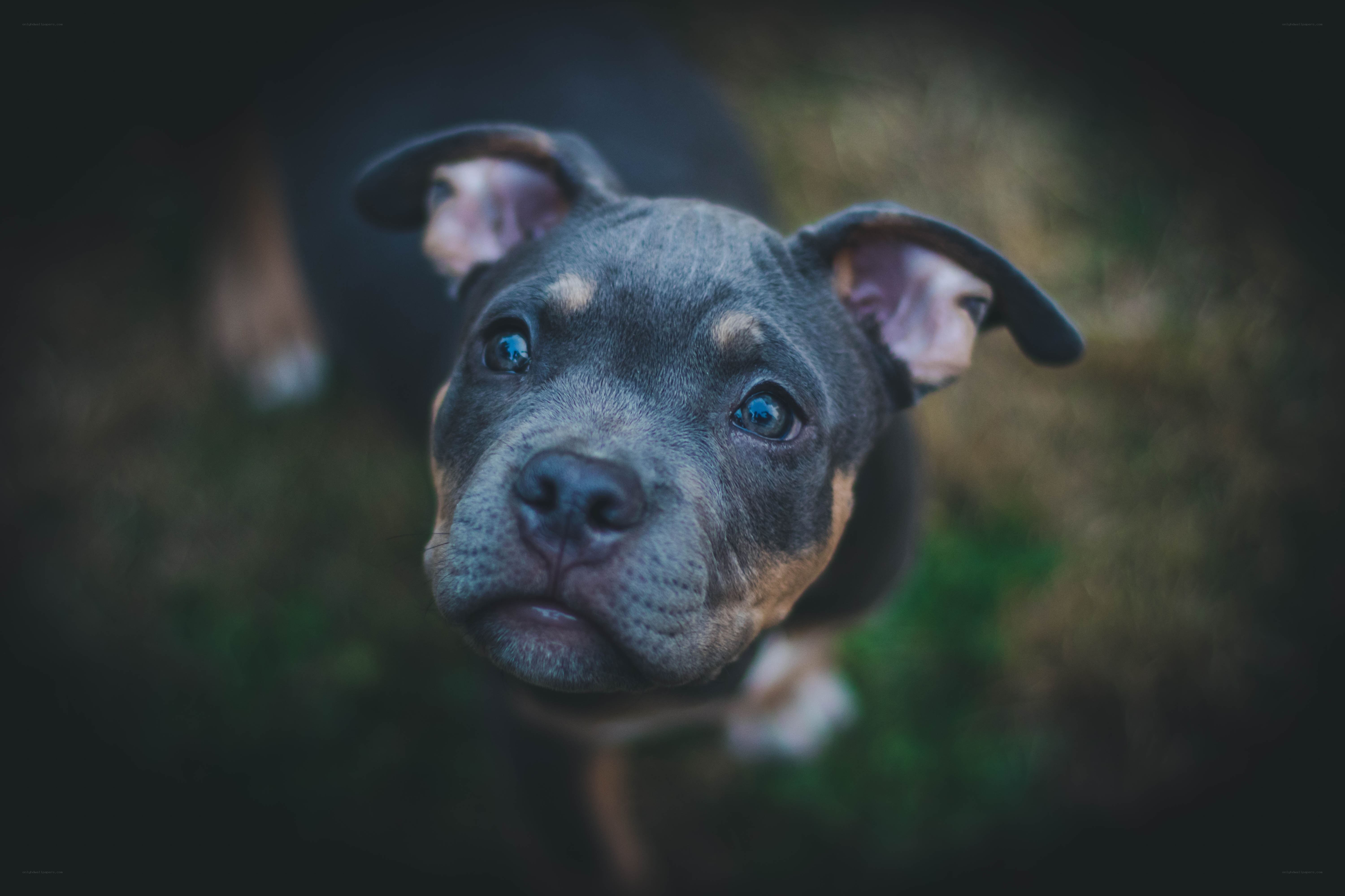 puppy looking up at camera