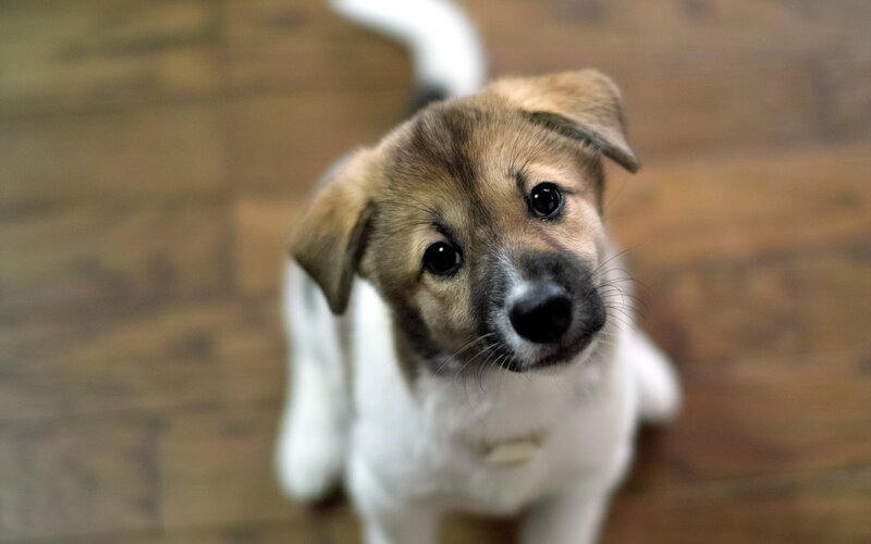 puppy looking up at camera