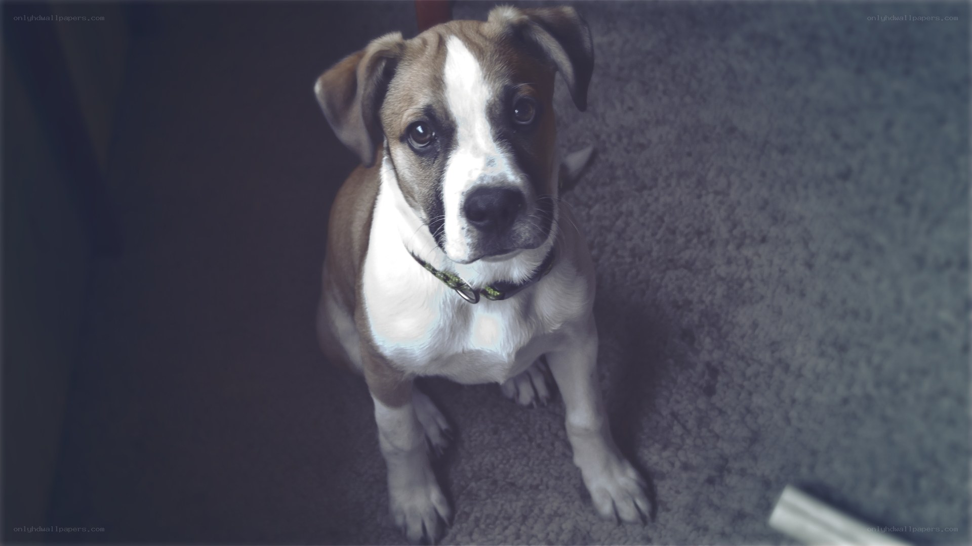 puppy looking up at camera