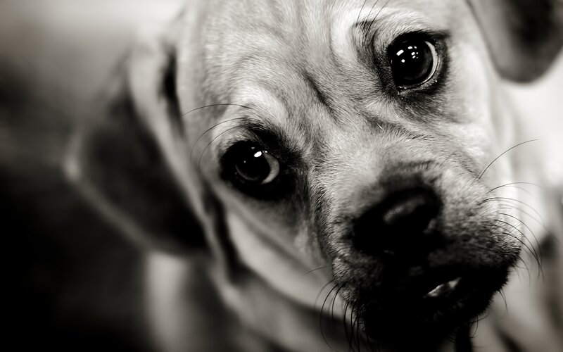 Puppy Looking Up — Black
