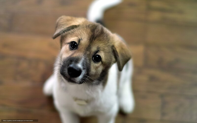 puppy looking up curiously