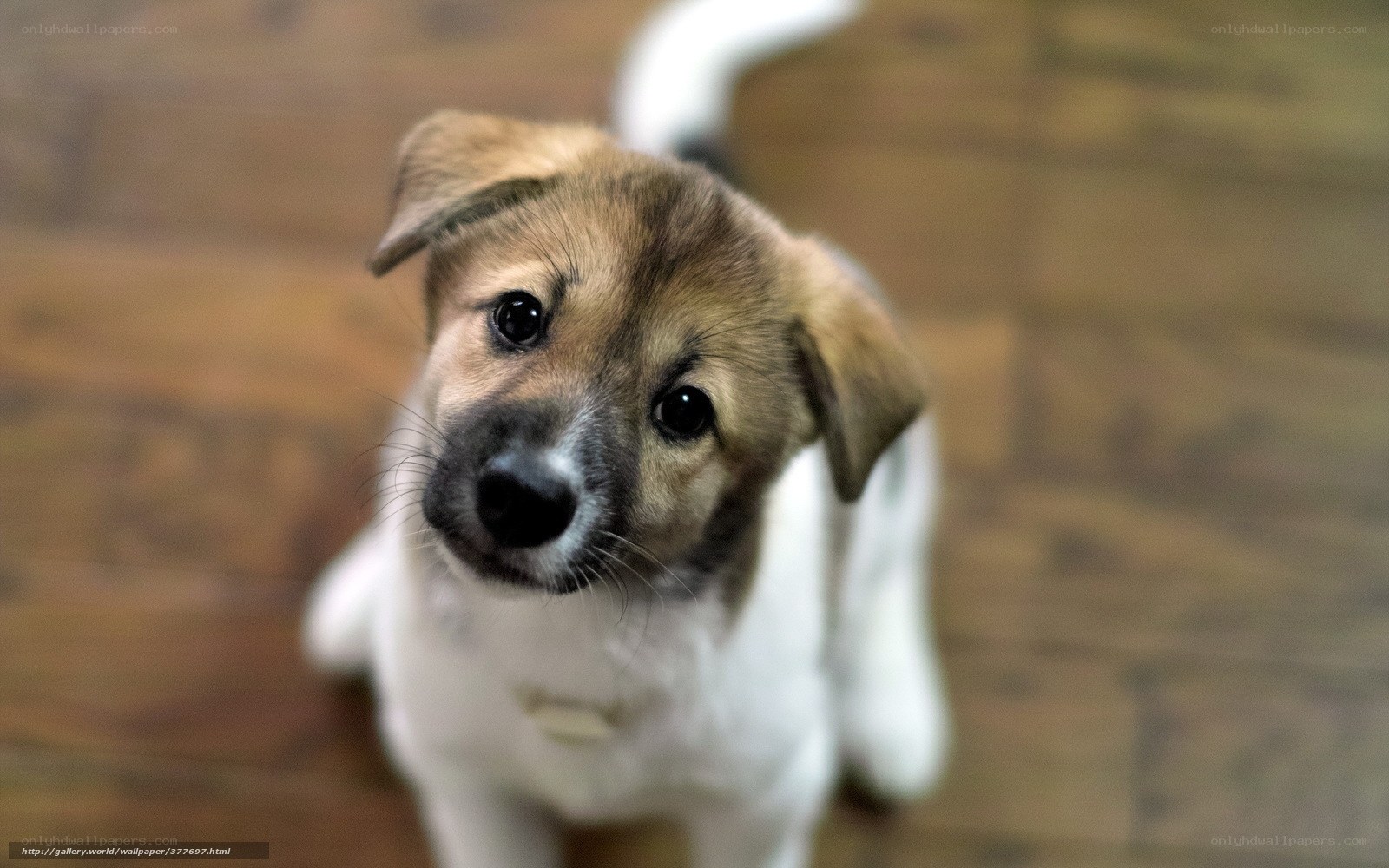 puppy looking up curiously
