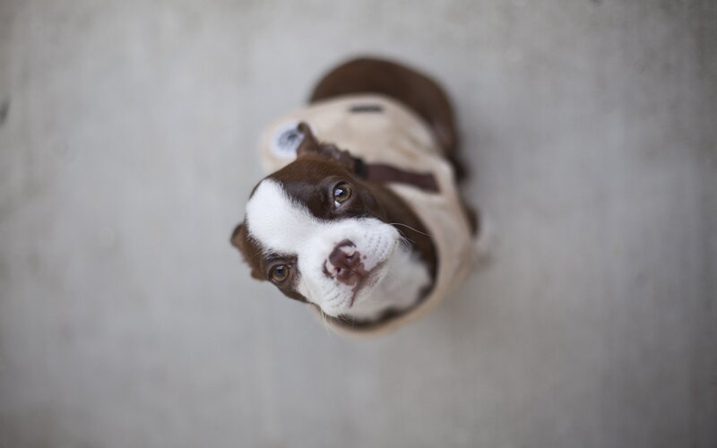 puppy looking up from below