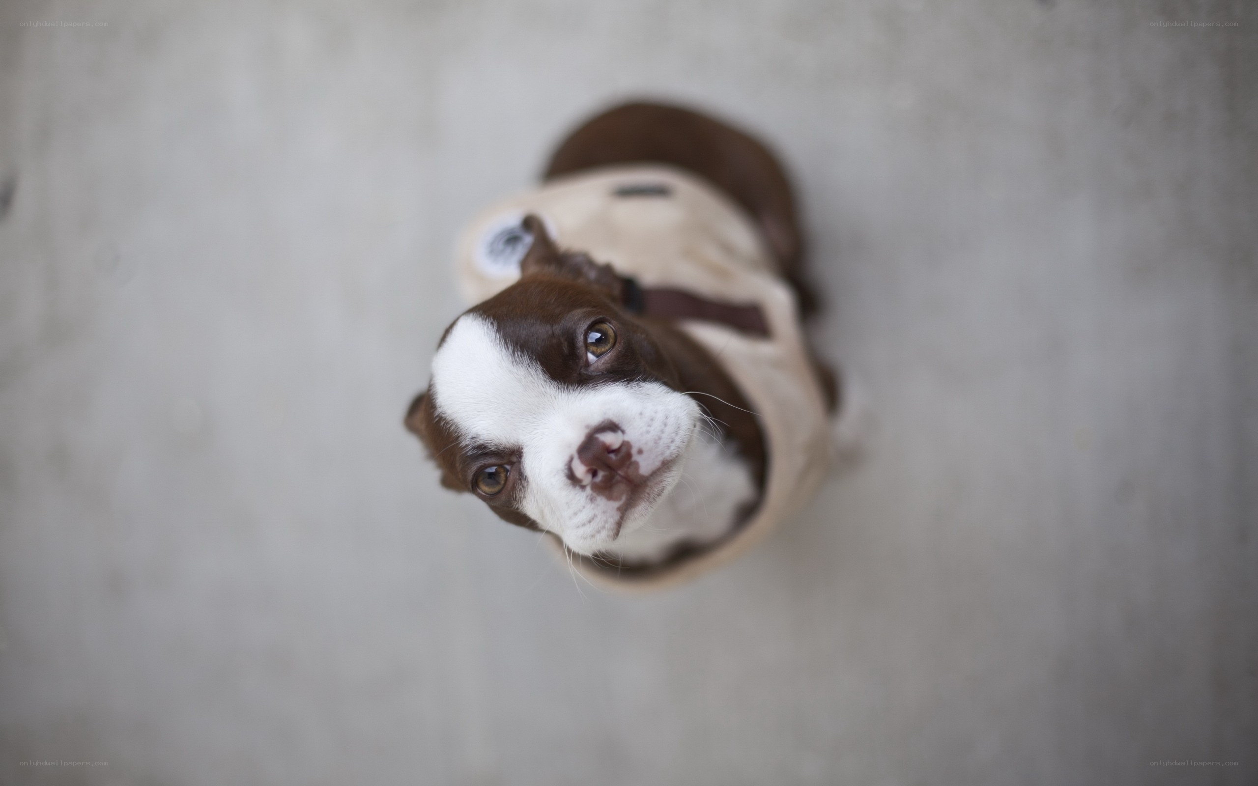 puppy looking up from below