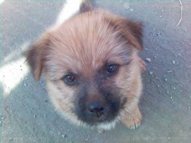 puppy looking up
