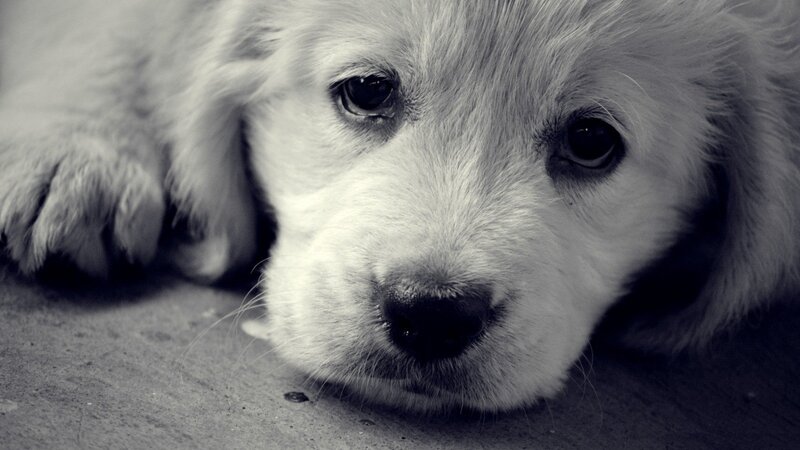 Puppy Lying Down — Black, Calm, Photograph, Ground