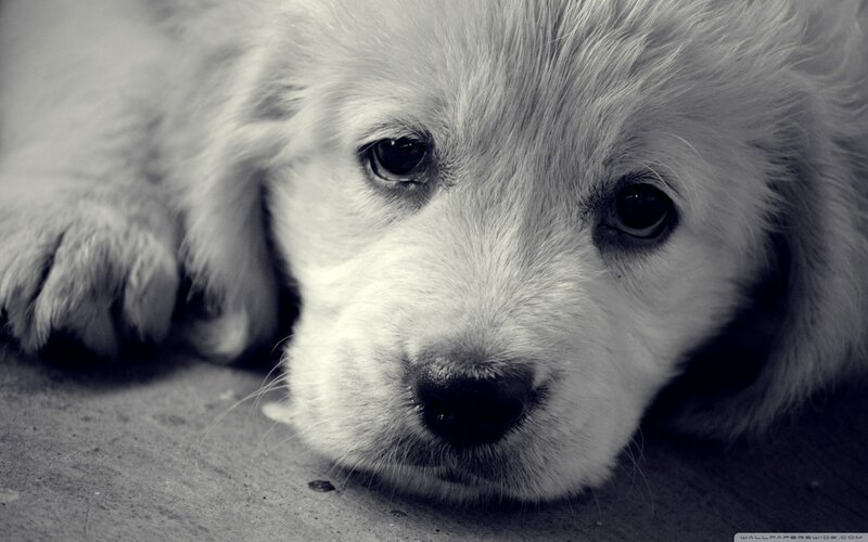 Puppy Lying Down — Black, Calm