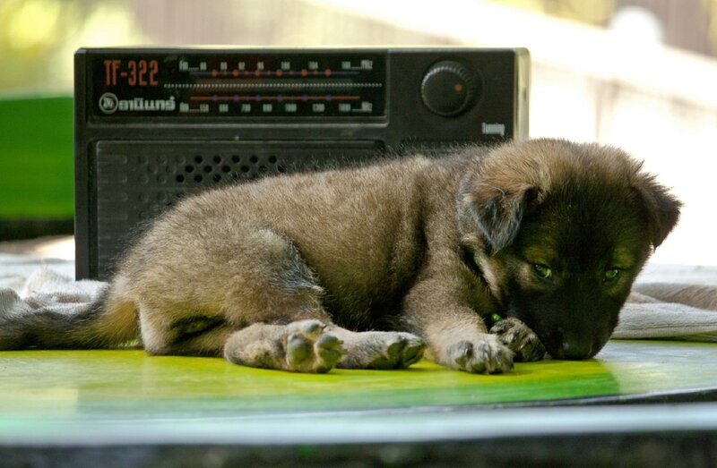 Puppy Lying Down — Brown