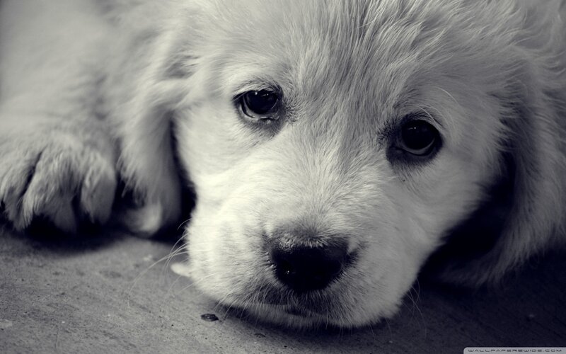 Puppy Lying Down