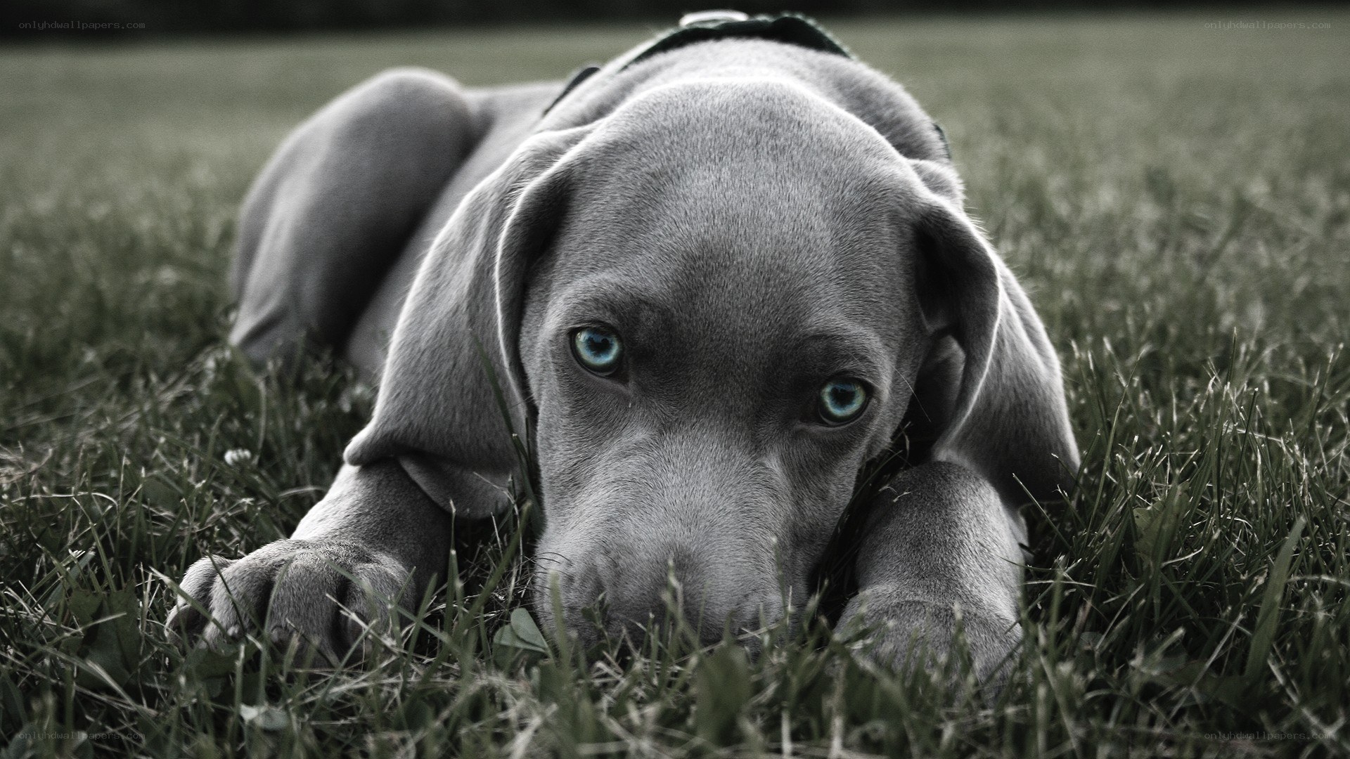 puppy lying in grass