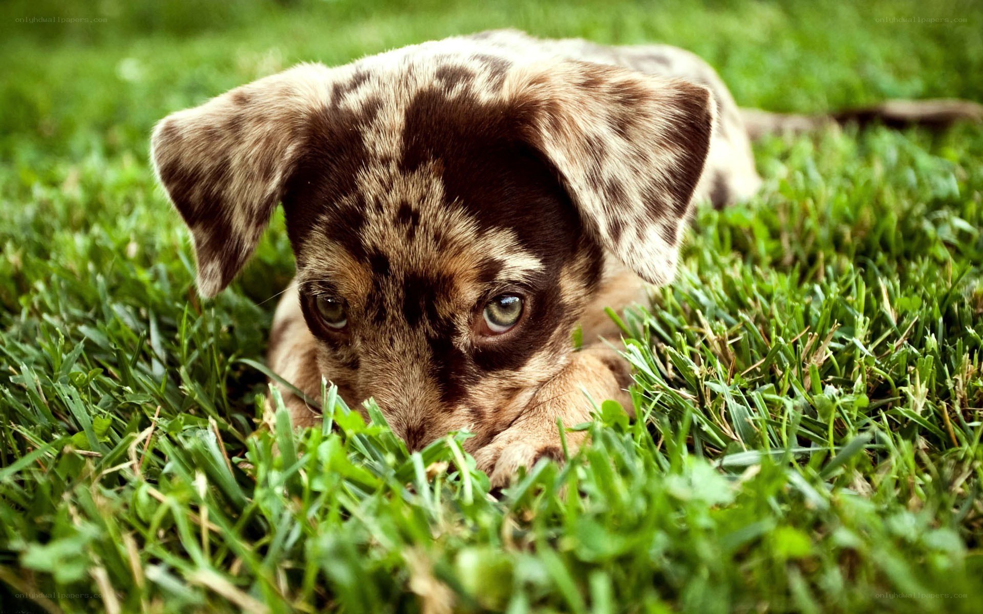 puppy lying in grass