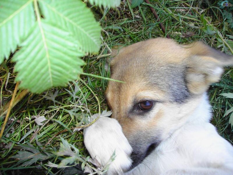 Puppy Lying in Grass — Green
