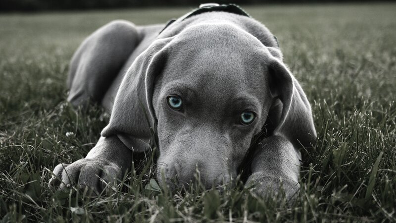 puppy lying in grass