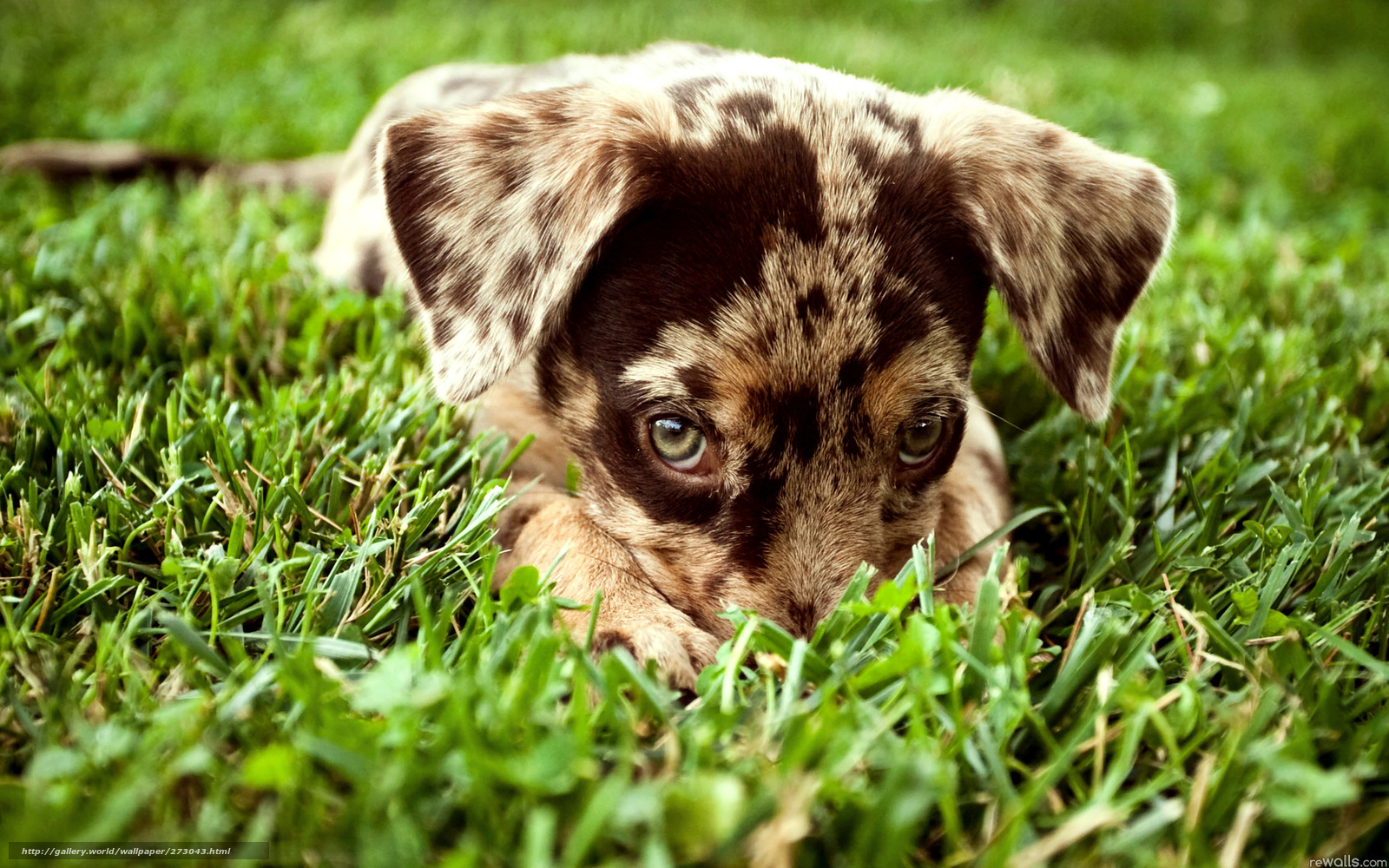 puppy lying in the grass