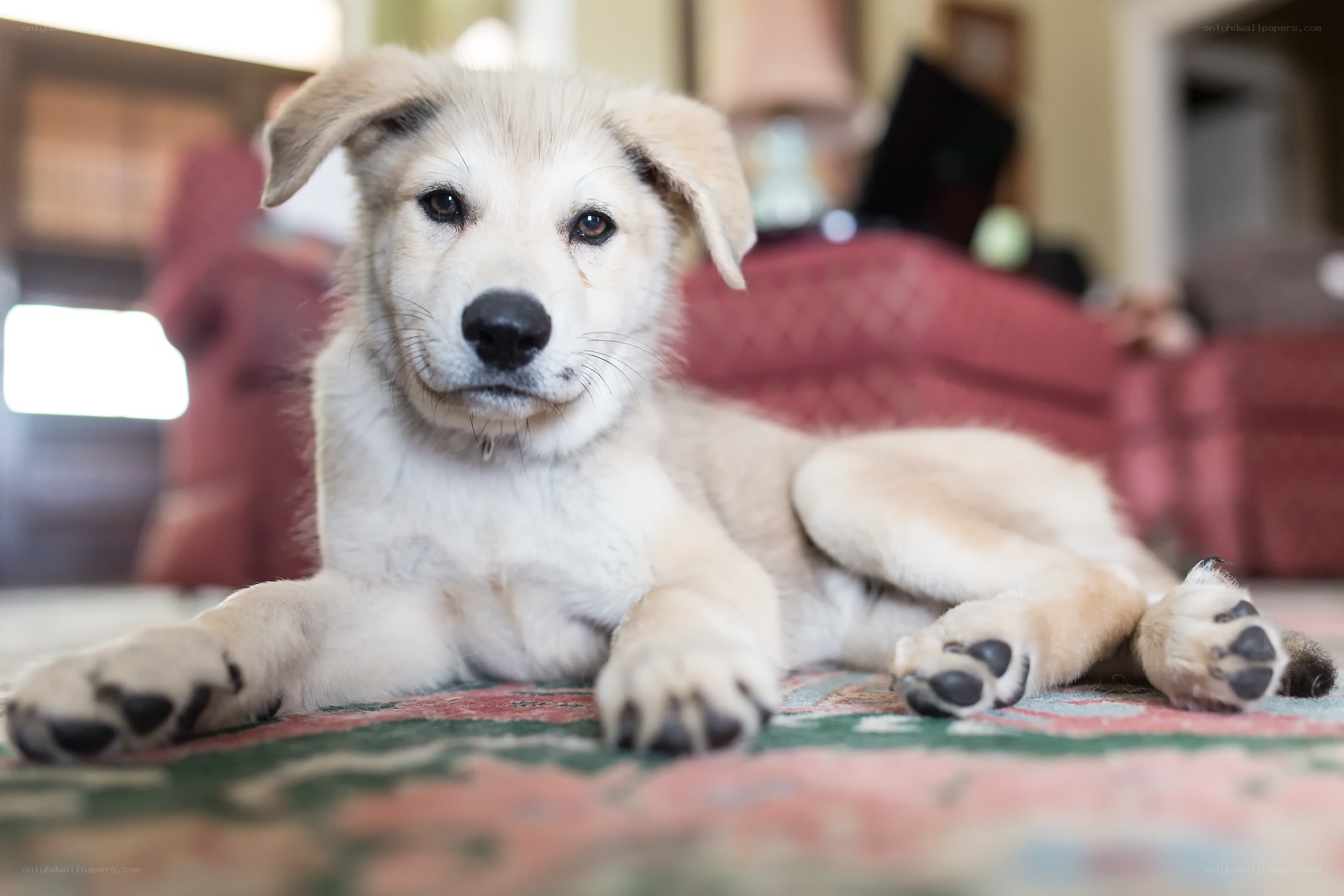 puppy lying on a rug