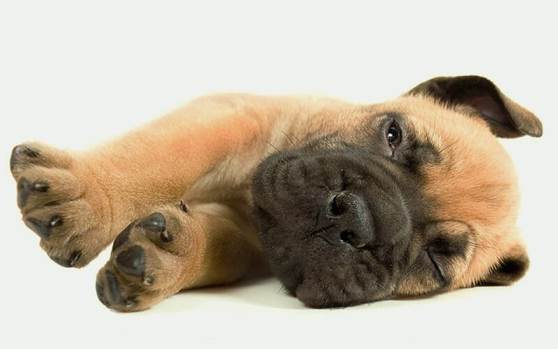 Puppy Lying on Back — Brown, Calm, Photograph