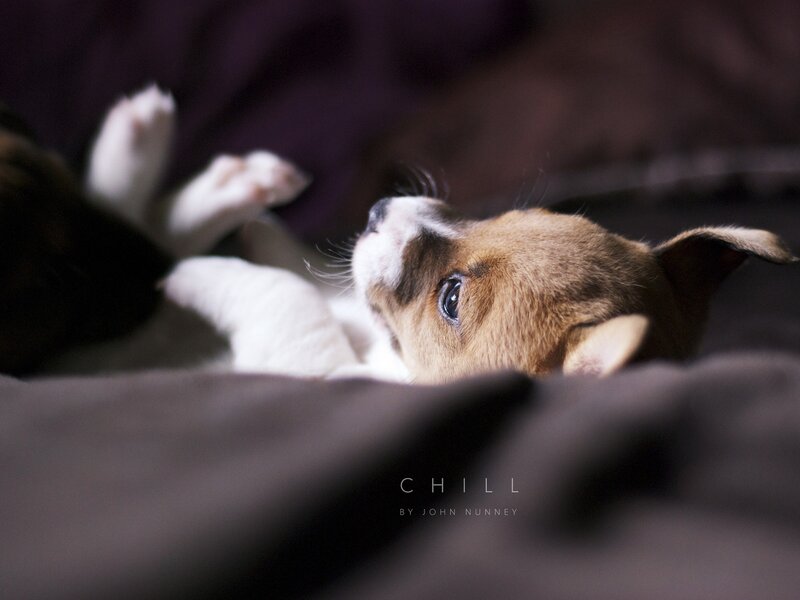 Puppy Lying on Back — Brown, Calm