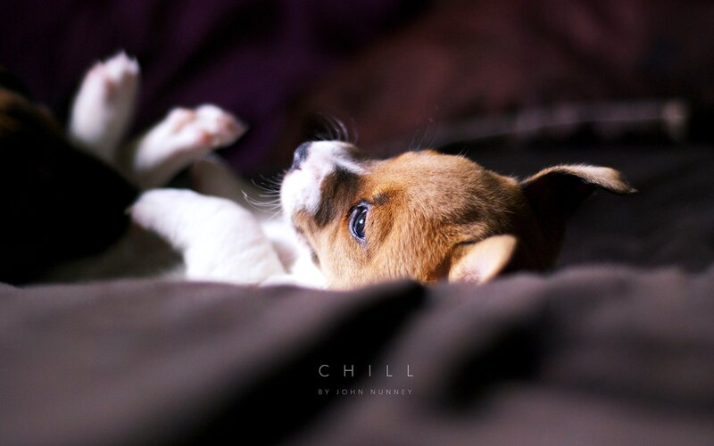 Puppy Lying on Back — Brown