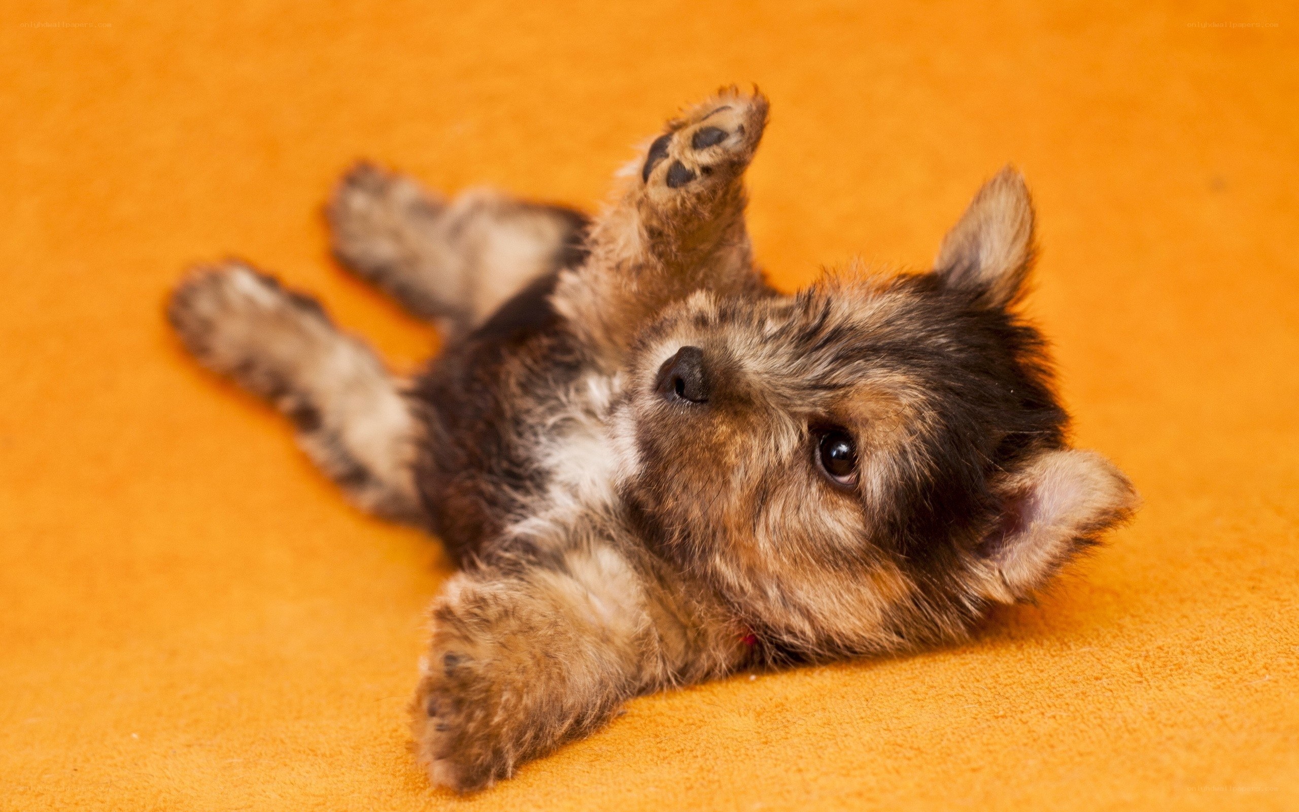 puppy lying on back