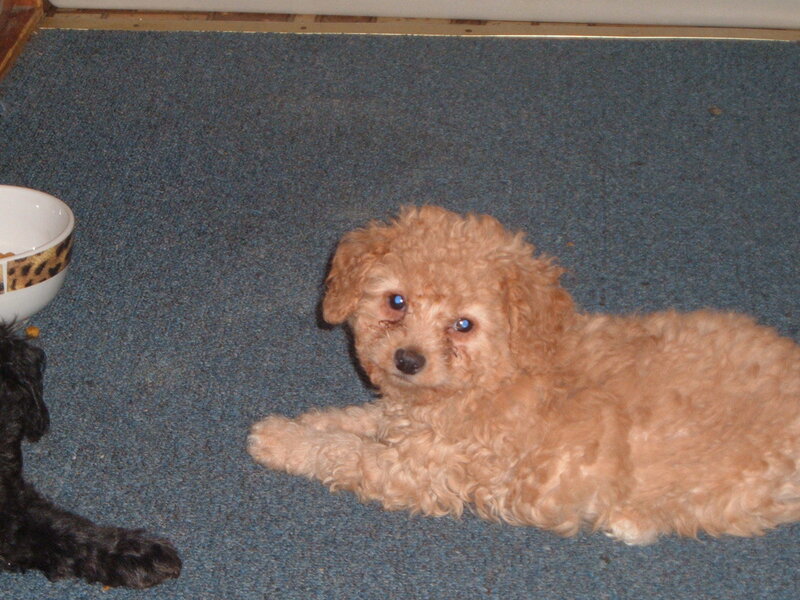 Puppy lying on carpet