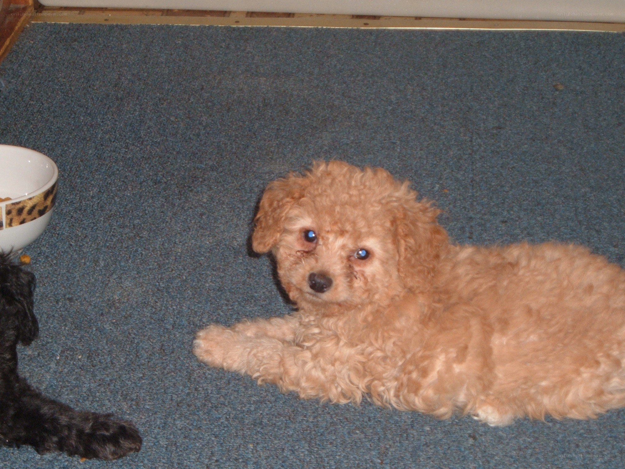 Puppy lying on carpet